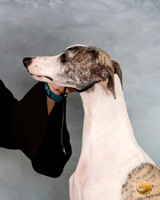 Whippet Sat 2