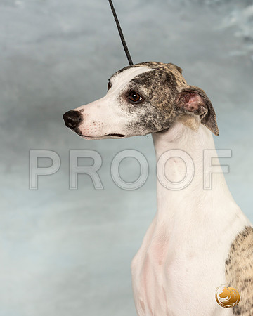 Whippet Sat 2_JJL_9909_Conroe2019-HR3