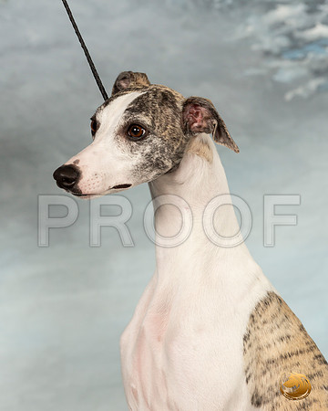 Whippet Sat 2_JJL_9910_Conroe2019-HR3