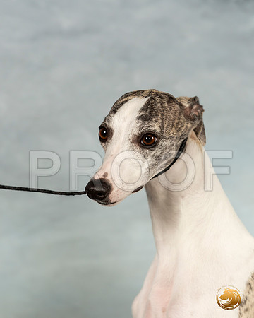 Whippet Sat 2_JJL_9915_Conroe2019-HR3