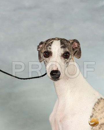 Whippet Sat 2_JJL_9916_Conroe2019-HR3