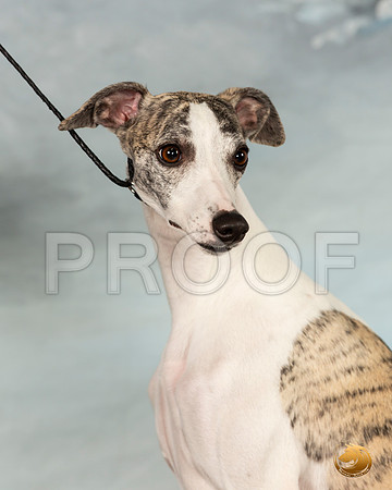 Whippet Sat 2_JJL_9917_Conroe2019-HR3