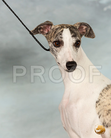 Whippet Sat 2_JJL_9920_Conroe2019-HR3