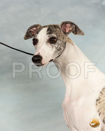 Whippet Sat 2_JJL_9925_Conroe2019-HR3