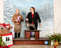 American Hairless Terrier #8 Sun WB Judge Debra Thornton