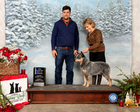 Australian Cattle Dog #11 Sun BOW NCh