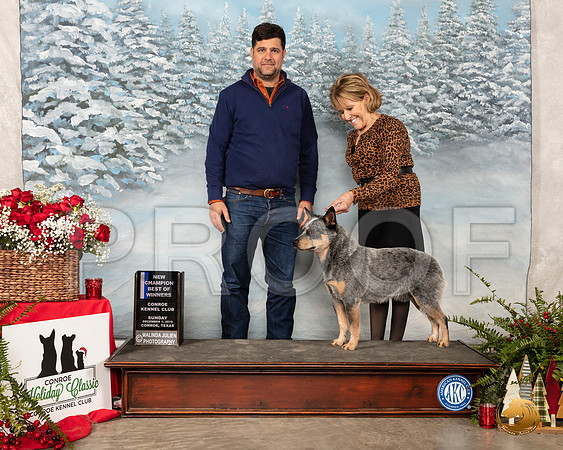 Australian Cattle Dog #11 Sun BOW NCh__SR_5237_Conroe2019-HR3