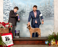 Australian Cattle Dog #9 Sun WD Judge Charles Olvis