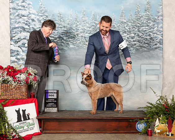 Australian Cattle Dog #9 Sun WD Judge Charles Olvis__SR_5062_Conroe2019-HR3