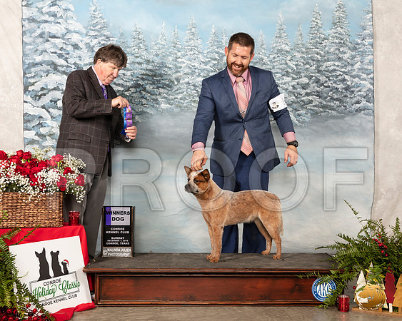 Australian Cattle Dog #9 Sun WD Judge Charles Olvis__SR_5064_Conroe2019-HR3