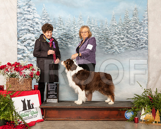 Australian Shepherd #9 Sun OHG1 Judge Ann F Yuhasz__SR_5146_Conroe2019-HR3