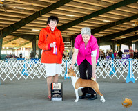 Basenji #14 Sun BOS Maj NCh Judge Barbara Alderman