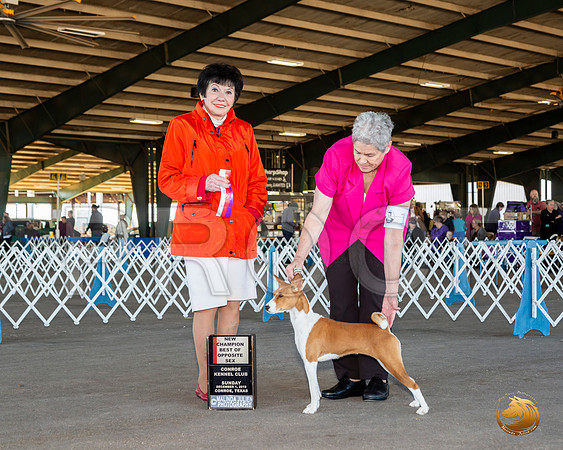 Basenji #14 Sun BOS Maj NCh Judge Barbara Alderman__JJ_8337_Conroe2019-HR3