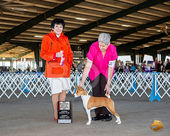 Basenji #14 Sun BOS Maj NCh Judge Barbara Alderman__JJ_8341_Conroe2019-HR3