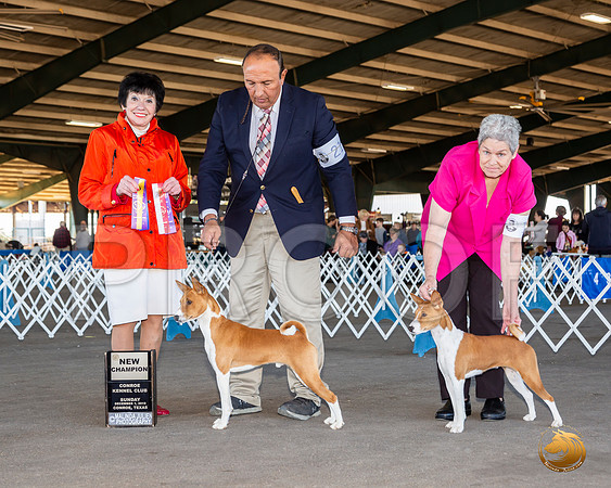 Basenji #14 Sun BOS Maj NCh Judge Barbara Alderman__JJ_8342_Conroe2019-HR3