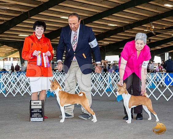 Basenji #14 Sun BOS Maj NCh Judge Barbara Alderman__JJ_8344_Conroe2019-HR3