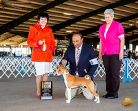 Basenji #21 Sun BOB NCh Judge Barbara Alderman