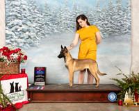 Belgian Malinois #12 Sat BOS RESHOOT