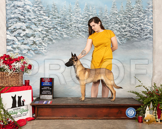Belgian Malinois #12 Sat BOS RESHOOT__SR_5241_Conroe2019-HR3
