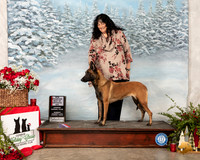 Belgian Malinois #6 Sun NCh BOS
