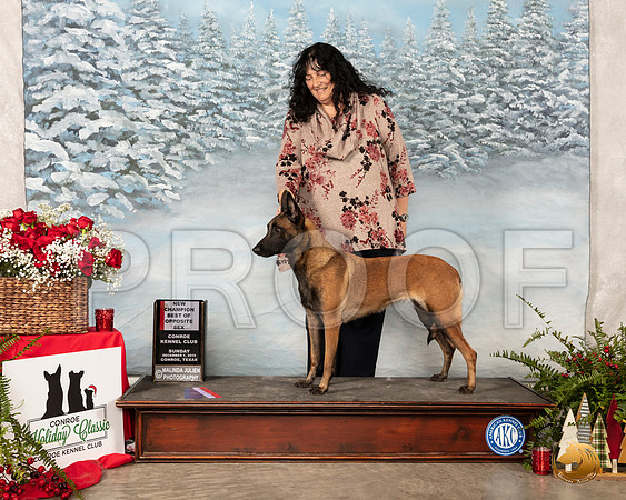 Belgian Malinois #6 Sun NCh BOS__SR_5224_Conroe2019-HR3