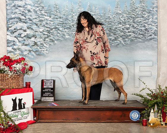 Belgian Malinois #6 Sun NCh BOS__SR_5225_Conroe2019-HR3