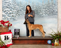 Belgian Malinois #7 Sun RWD