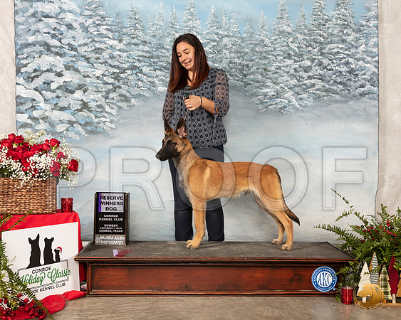 Belgian Malinois #7 Sun RWD__SR_5248_Conroe2019-HR3