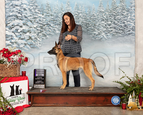 Belgian Malinois #7 Sun RWD__SR_5251_Conroe2019-HR3