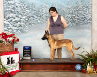 Belgian Malinois #9 Sun