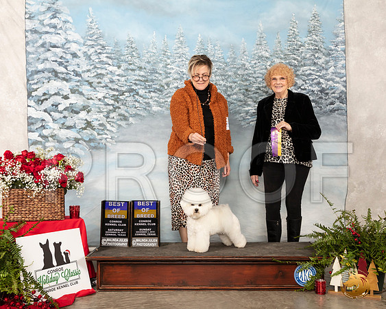 Bichon Frise #6 Sun BOB __SR_5034_Conroe2019-HR3