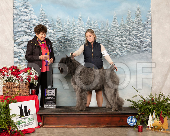 Bouvier des Flandres #5 Sun BOB Maj Judge Ann F Yuhasz__SR_5409_Conroe2019-HR3