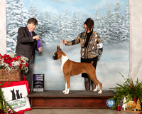 Boxer #16 Sun WB NCh Judge Charles Olvis