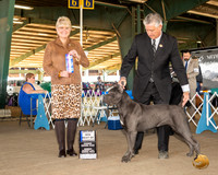 Cane Corso #14 Sun BOW Maj Judge Debra Thornton