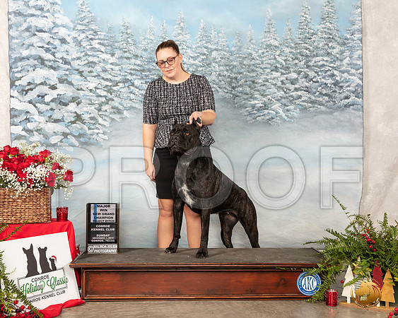 Cane Corso #8 Sun SB Maj NCh__SR_4976_Conroe2019-HR3