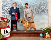 Chinese Shar Pei #14 Sun G2 Judge Tim Robbins