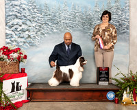 Cocker Spaniel Parti #6 Sun BOS Judge Danelle Brown