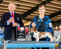 Dachshund #7 Sun BOS Judge Lou M Guerrero