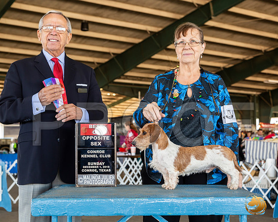 Dachshund #7 Sun BOS Judge Lou M Guerrero__JJ_8295_Conroe2019-HR3