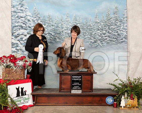 Dachshund Long Coat #7 Sun G4 Sun Elizabeth Muthard__SR_5326_Conroe2019-HR3