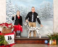 Dalmatian #6 Sun NGrCh