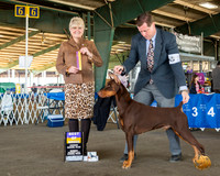 Doberman Pinscher #21 Sun BOB Judge Debra Thornton