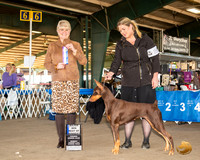 Doberman Pinscher #26 Sun BOW Maj Judge Debra Thornton