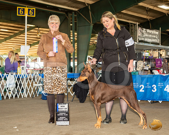Doberman Pinscher #26 Sun BOW Maj Judge Debra Thornton__JJ_8263_Conroe2019-HR3
