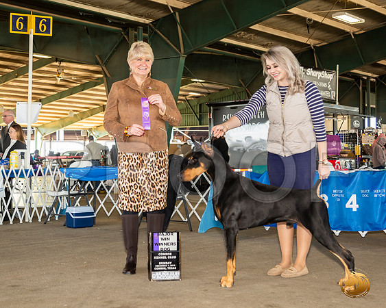 Doberman Pinscher #33 Sun WD Maj Judge Debra Thornton__JJ_8274_Conroe2019-HR3