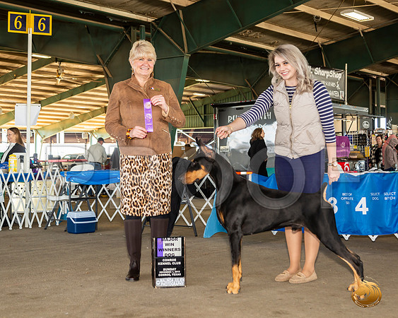 Doberman Pinscher #33 Sun WD Maj Judge Debra Thornton__JJ_8275_Conroe2019-HR3