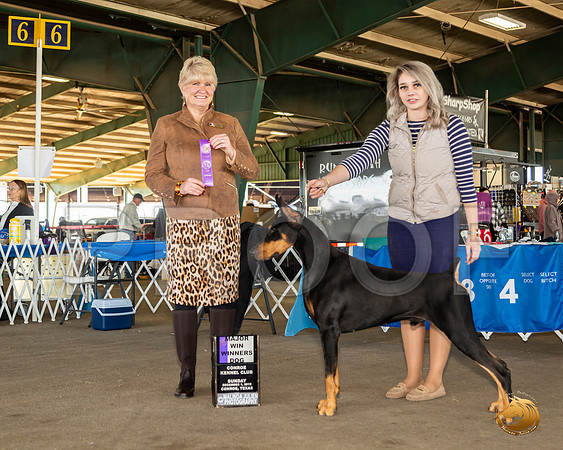 Doberman Pinscher #33 Sun WD Maj Judge Debra Thornton__JJ_8276_Conroe2019-HR3