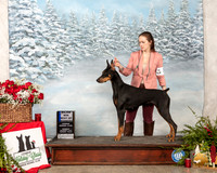 Doberman Pinscher #40 Sun BOW Maj