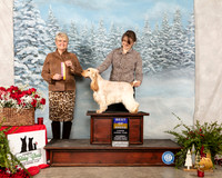 English Cocker Spaniel #12 Sat BOB Judge Debra Thornton