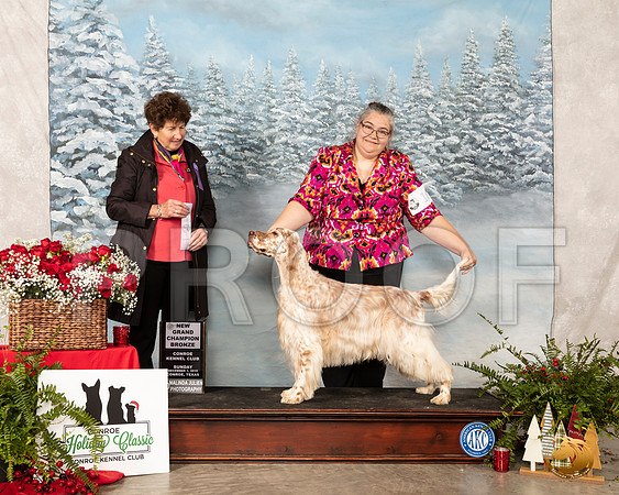 English Setter #16 Sun NGr Ch Judge Ann F Yuhasz__SR_5383_Conroe2019-HR3